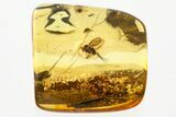 Detailed Fossil Long-Legged Fly (Dolichopodidae) in Baltic Amber #367542-1